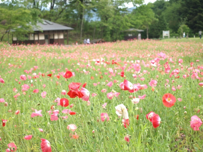 喉かな日