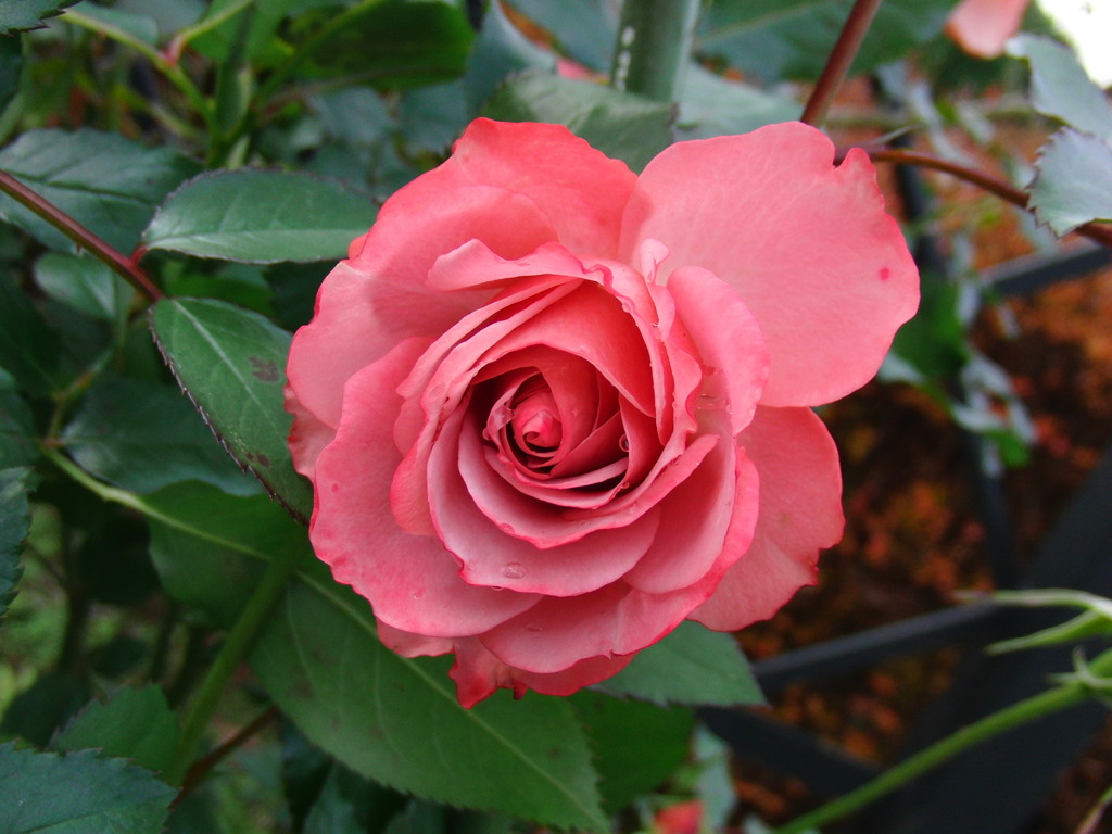 1128-FUKAYA-薔薇⑨