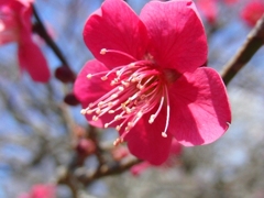 梅　紅