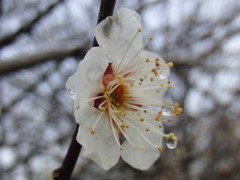 20110212-凍え梅