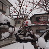 20110215-雪梅