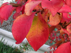 1202-紅葉