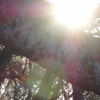1205-桜の枝越しに朝日