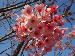4/14陽光桜