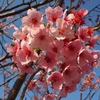 4/14陽光桜