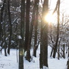 20110116-ある雪の朝の木漏れ日