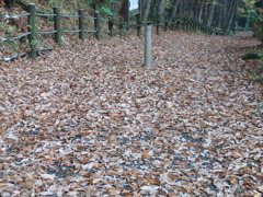 1202-落ち葉の絨毯