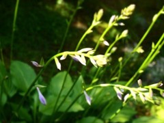 遺芳庵の傍らで