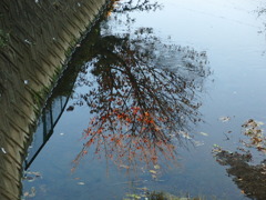 1119-水の中の紅葉