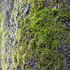苔を纏う