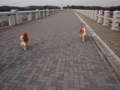 20110202-こてつと空