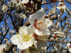20110209-ume