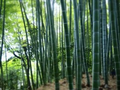 竹林からささやき