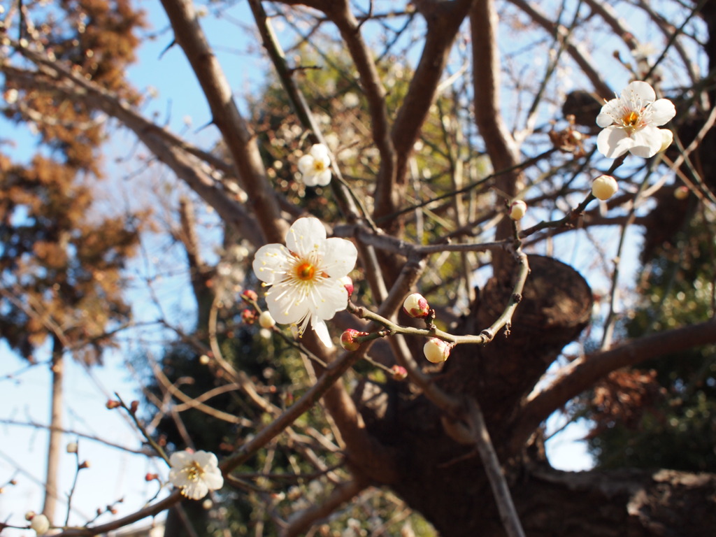 20110213-ume