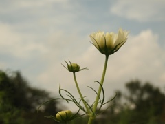 ＠昭和記念公園