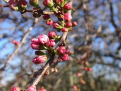 0326陽光桜