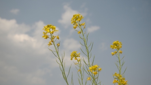 青空と菜の花