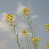 青空と菜の花