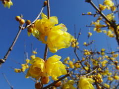 20110111-蝋梅2