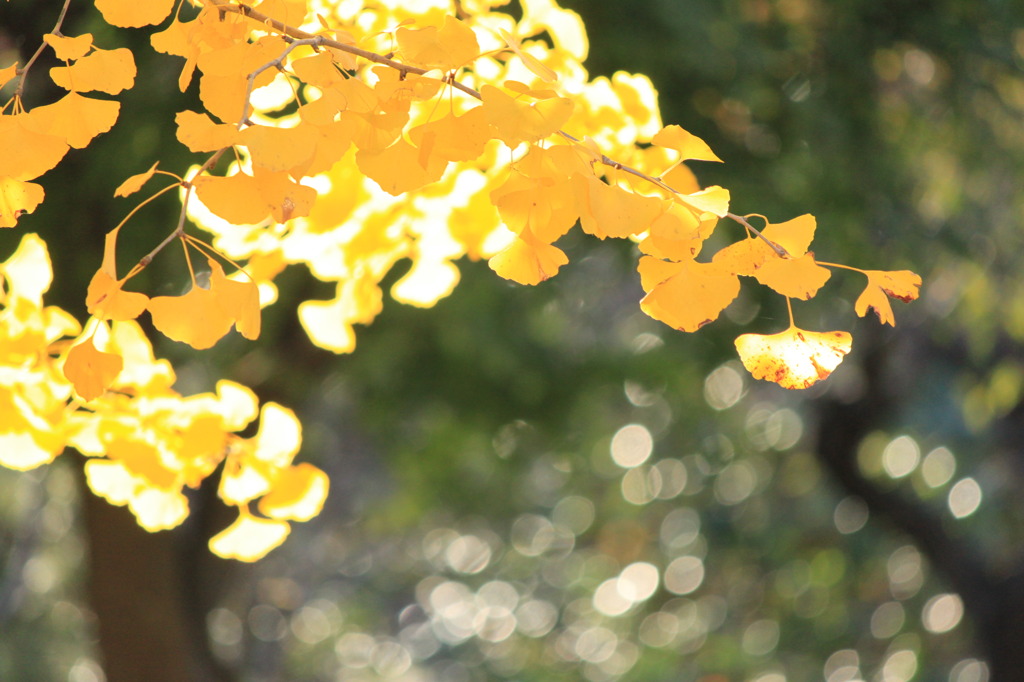 秋光～黄金に輝く銀杏の葉