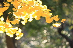 秋光～黄金に輝く銀杏の葉