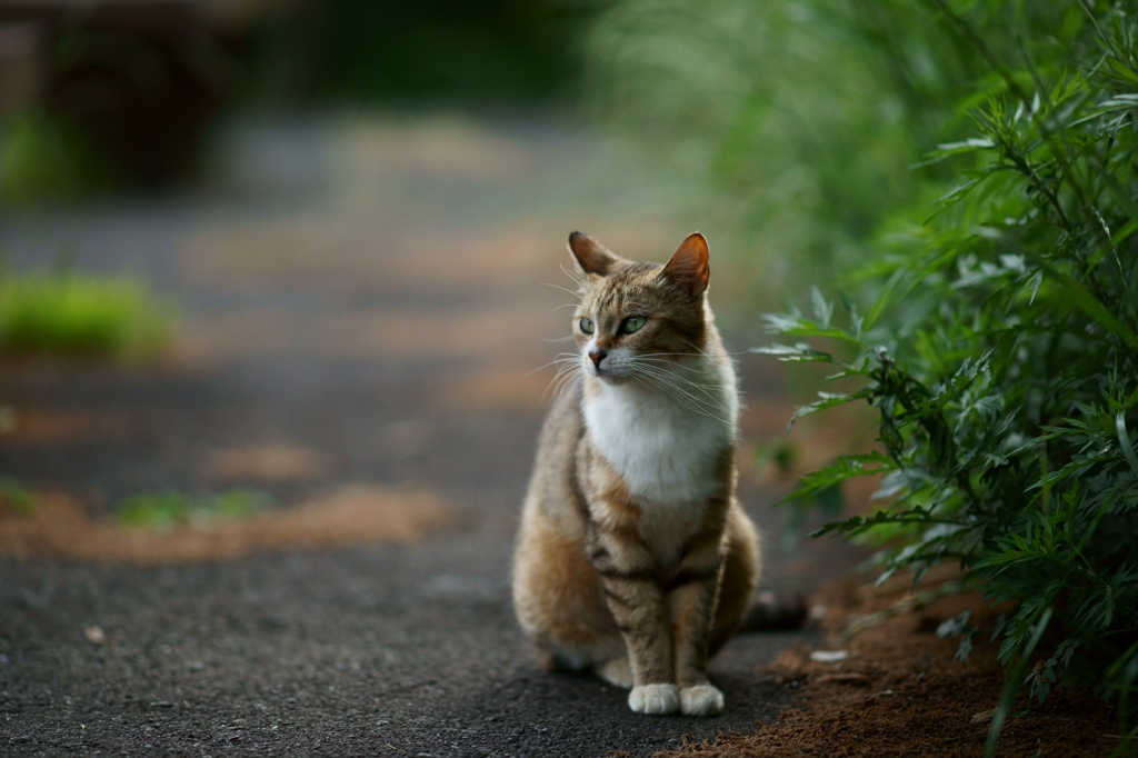 猫の品格