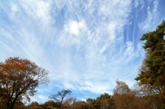 躍動雲