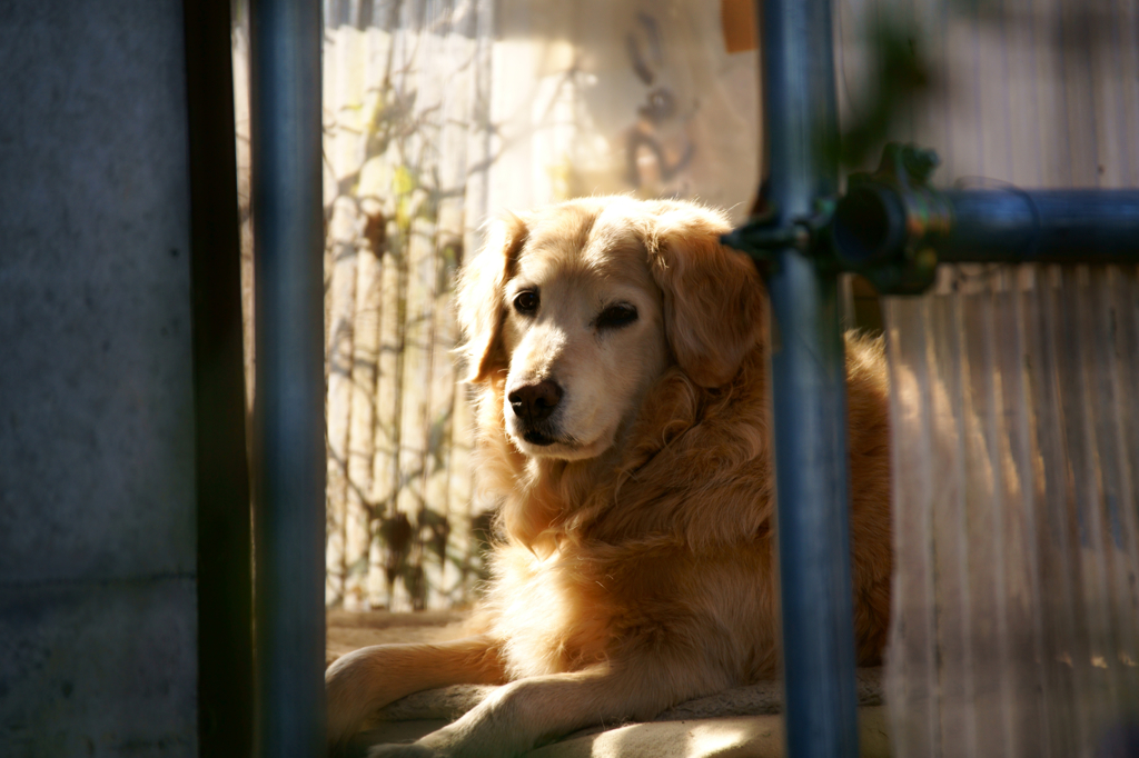 番犬