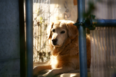 番犬