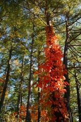 此も紅葉