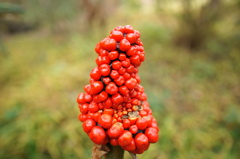 Arisaema serratum