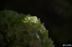 誕生