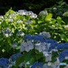 紫陽花