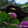 紫陽花