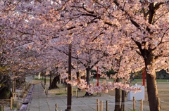 朝日に輝く桜