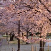 朝日に輝く桜