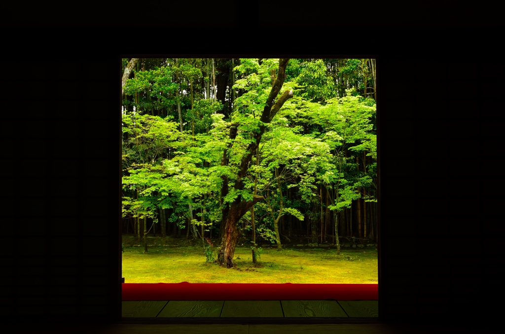 新緑の額縁（高桐院）