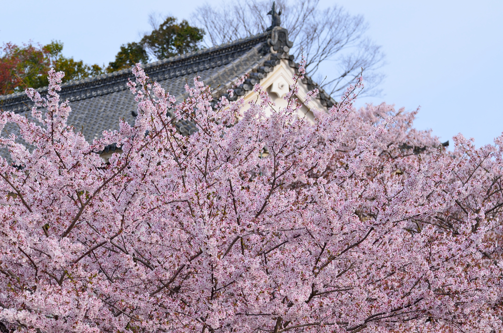 桜咲く城下町