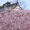 桜咲く城下町