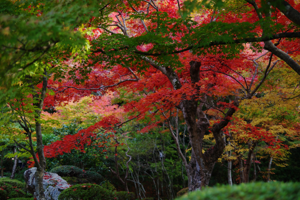 円光寺