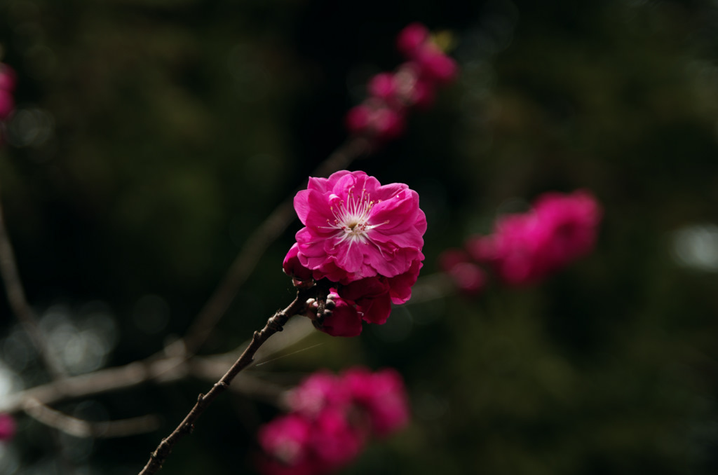 IMGP2643