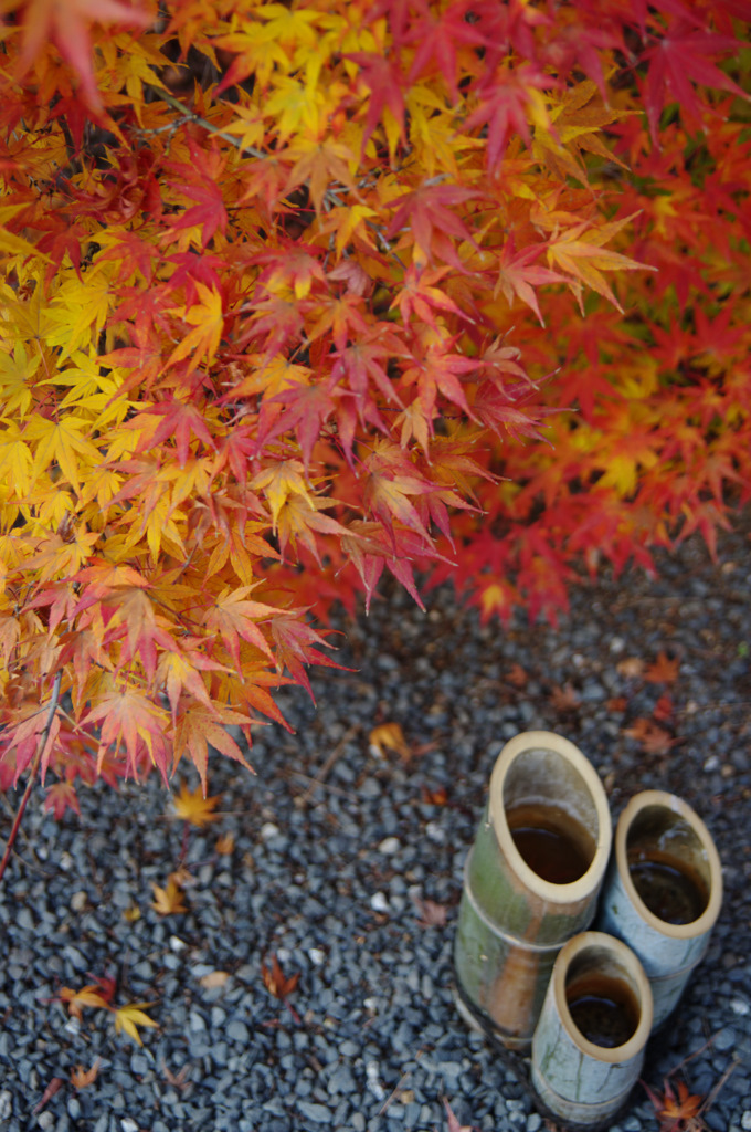 紅葉と竹
