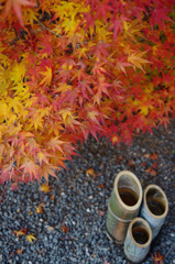 紅葉と竹