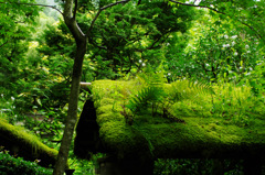 寂光院２