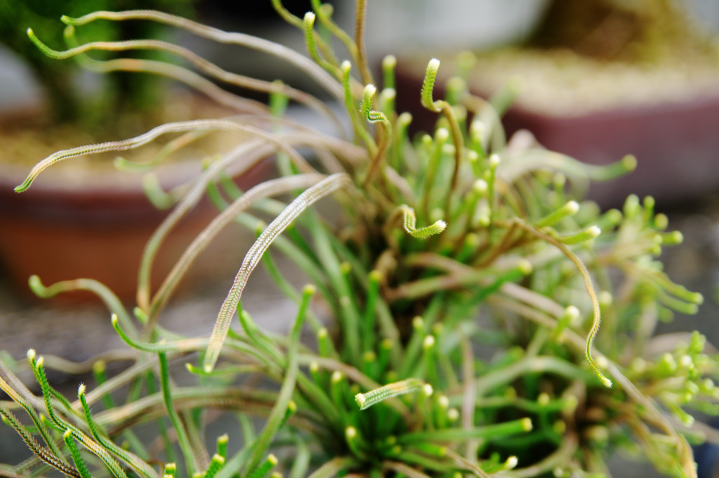 名前がわからない植物