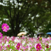 雨の秋桜