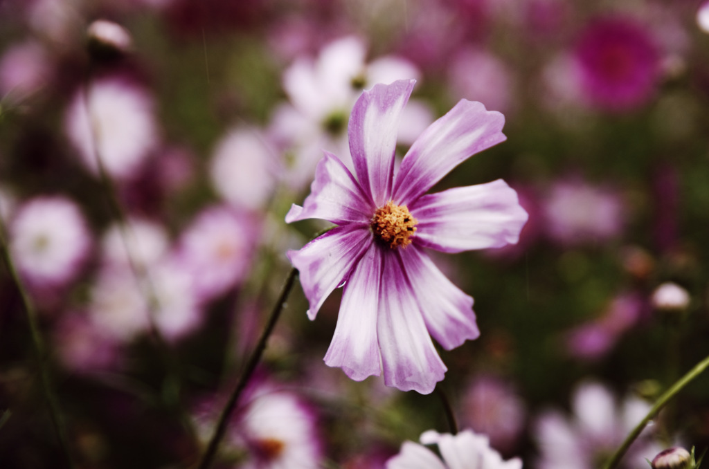 秋桜