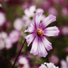 秋桜