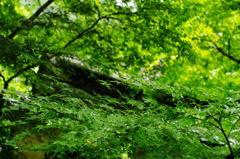 寂光院１