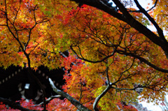 真如堂の紅葉